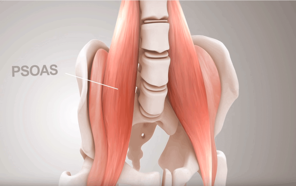 Psoas Was ist die Psoas Muskulatur flexomag